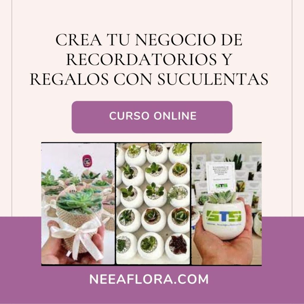 Curso crea tu negocio de recoradtoriosy regalos vivos con suculentas-Curso regalos vivos Neea Flora