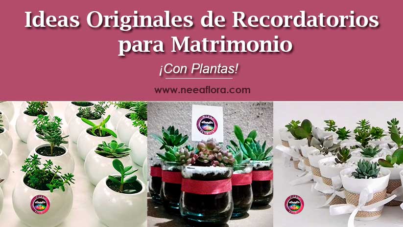 Ideas originales de recordatorios para matrimonio… ¡con plantas!